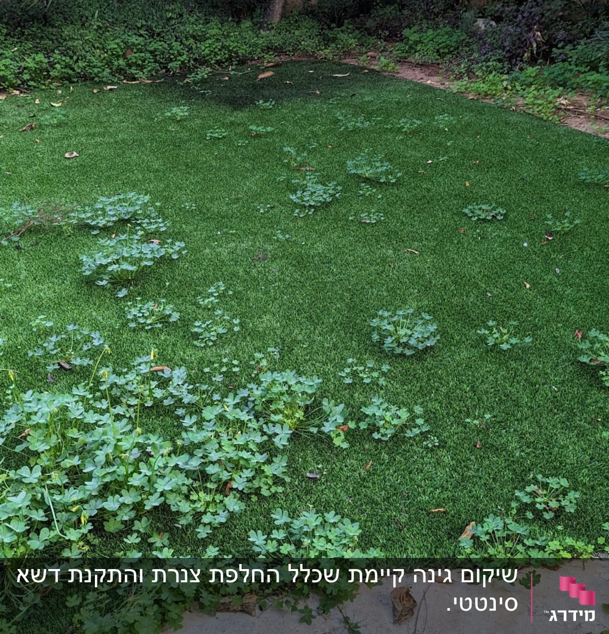 עשבים שוטים על דשא ירוק בגינה